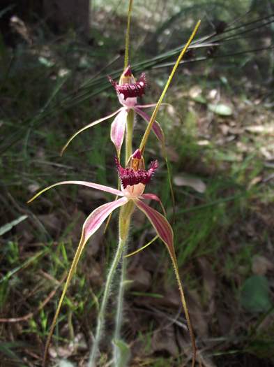 Caladenia - Spider orchid wireless_hill_069.JPG